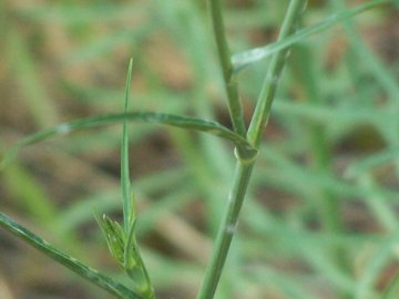 Tragopogon porrifolius /  Barba di becco viola